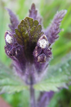 Bartsia alpina \ Alpenhelm / Velvetbells, D Immenstadt 21.6.2011