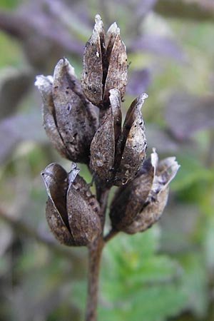 Bartsia alpina \ Alpenhelm / Velvetbells, D Immenstadt 21.6.2011