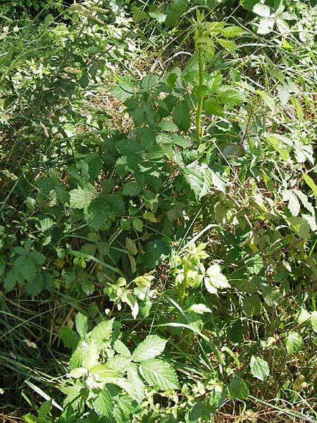 Rubus fruticosus agg. \ Brombeere / Bramble, Blackberry, D Eppingen-Elsenz 22.6.2013