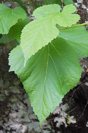 Morus alba \ Weier Maulbeerbaum / Chinese White Mulberry, D Lampertheim 10.7.2013