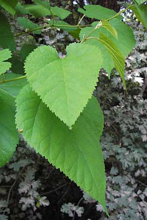 Morus alba \ Weier Maulbeerbaum / Chinese White Mulberry, D Lampertheim 10.7.2013