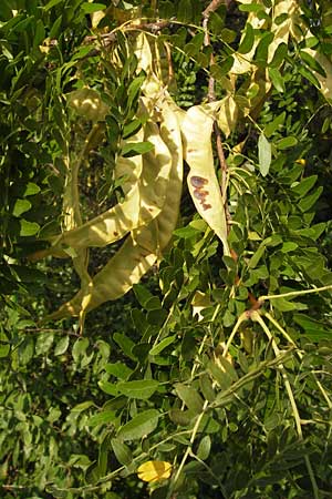 Gleditsia triacanthos \ Amerikanische Gleditschie, Lederhlsenbaum / Honey Locust, D Mannheim 24.9.2013