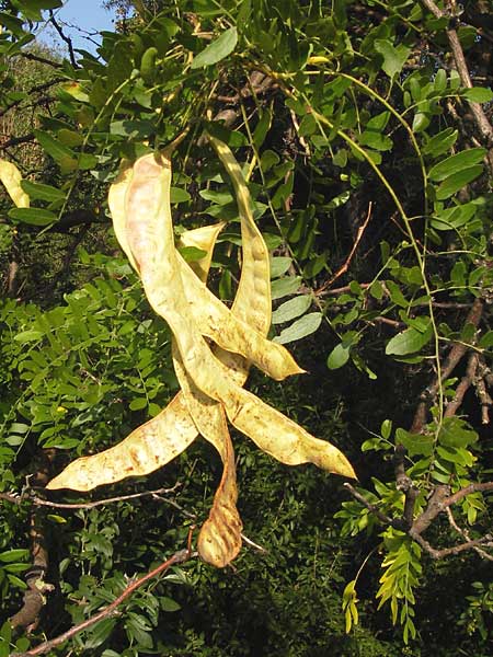 Gleditsia triacanthos \ Amerikanische Gleditschie, Lederhlsenbaum / Honey Locust, D Mannheim 24.9.2013