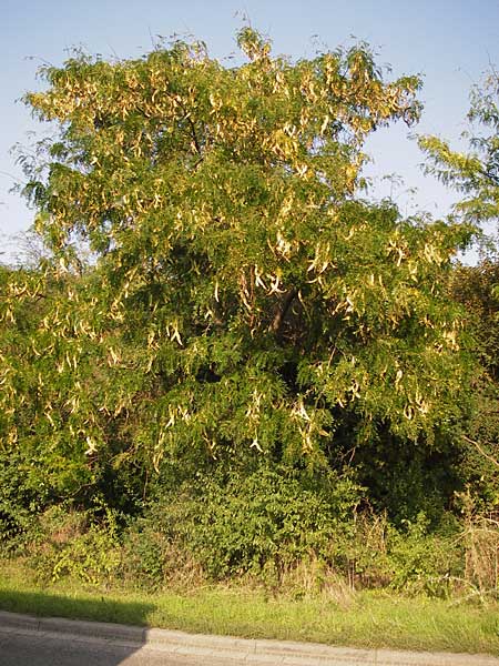 Gleditsia triacanthos \ Amerikanische Gleditschie, Lederhlsenbaum / Honey Locust, D Mannheim 24.9.2013