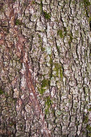 Acer pseudoplatanus \ Berg-Ahorn / Sycamore Maple, D Heidelberg 15.3.2014