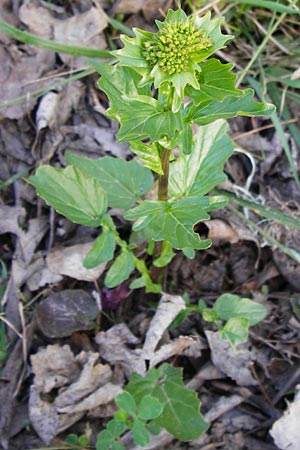 Barbarea arcuata \ Bogenfrchtiges Barbarakraut / Yellow Rocket, D Frankfurt-Nied 9.4.2014