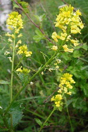 Barbarea vulgaris \ Gewhnliches Barbarakraut / Winter Cress, D Frankfurt-Nied 26.4.2014