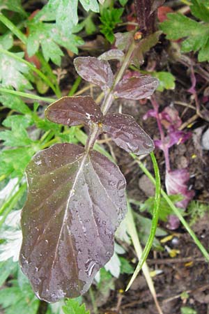 Barbarea vulgaris \ Gewhnliches Barbarakraut / Winter Cress, D Frankfurt-Nied 26.4.2014