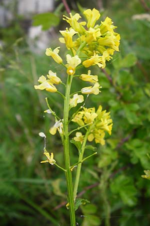 Barbarea vulgaris \ Gewhnliches Barbarakraut / Winter Cress, D Frankfurt-Nied 26.4.2014