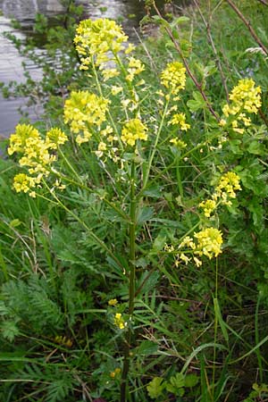 Barbarea vulgaris \ Gewhnliches Barbarakraut / Winter Cress, D Frankfurt-Nied 26.4.2014