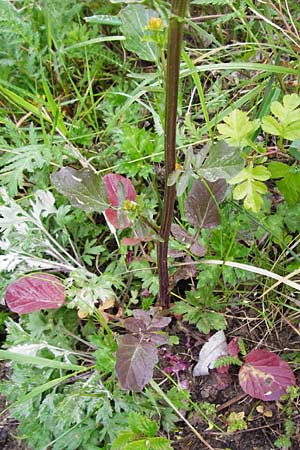 Barbarea vulgaris \ Gewhnliches Barbarakraut / Winter Cress, D Frankfurt-Nied 26.4.2014