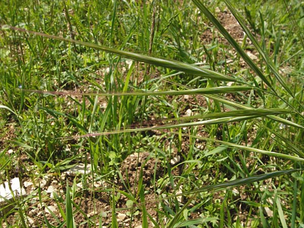 Bromus sterilis \ Taube Trespe / Poverty Brome, D Friedewald 31.5.2014
