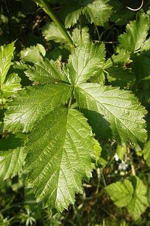 Rubus pericrispatus ? \ Wellige Brombeere / Undulate Bramble, D Queichhambach 4.5.2011