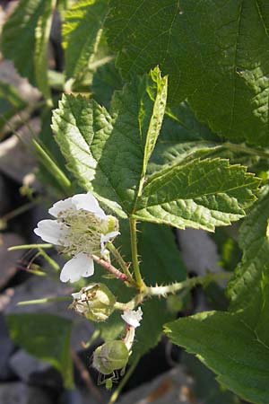 Rubus caesius \ Kratzbeere / Dewberry, D Karlsruhe 7.5.2011