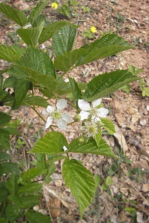 Rubus caesius \ Kratzbeere / Dewberry, D Nohfelden 14.5.2011