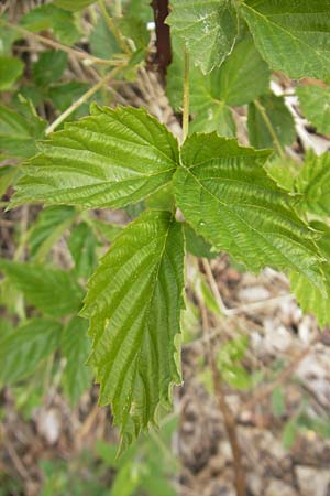 Rubus caesius \ Kratzbeere / Dewberry, D Nohfelden 14.5.2011