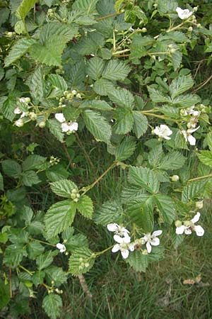 Rubus caesius \ Kratzbeere / Dewberry, D Nohfelden 14.5.2011
