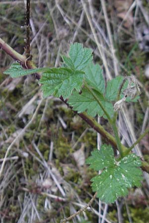 Rubus caesius \ Kratzbeere / Dewberry, D Idar-Oberstein 21.5.2011