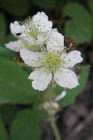 Rubus rhombicus ? \ Rhombische Haselblatt-Brombeere / Rhombic Bramble, D Weinheim an der Bergstraße 29.5.2011