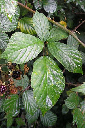 Rubus fruticosus agg. \ Brombeere / Bramble, Blackberry, D Pforzheim 30.7.2011