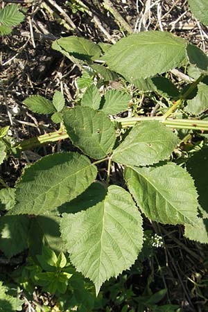 Rubus armeniacus \ Garten-Brombeere, Armenische Brombeere / Armenian Blackberry, Himalayan Blackberry, D Rheinhessen, Jugenheim 24.5.2012