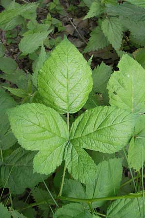 Rubus corylifolius agg. \ Haselblatt-Brombeere / Hazel-Leaved Bramble, D Fulda 30.5.2012