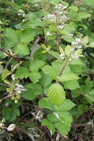 Rubus fruticosus agg. \ Brombeere / Bramble, Blackberry, D Rheinhessen, Bornheim 31.5.2012