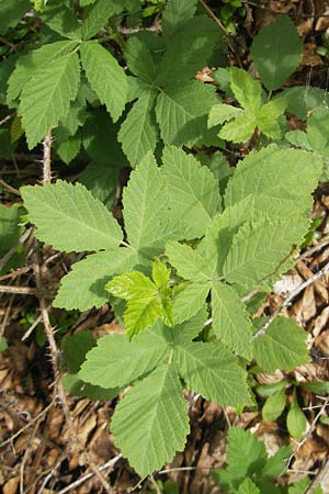 Rubus rhombicus ? \ Rhombische Haselblatt-Brombeere / Rhombic Bramble, D Kipfenberg 7.6.2012