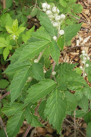 Rubus rhombicus ? \ Rhombische Haselblatt-Brombeere / Rhombic Bramble, D Kipfenberg 7.6.2012
