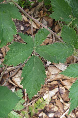 Rubus rhombicus ? \ Rhombische Haselblatt-Brombeere / Rhombic Bramble, D Kipfenberg 7.6.2012