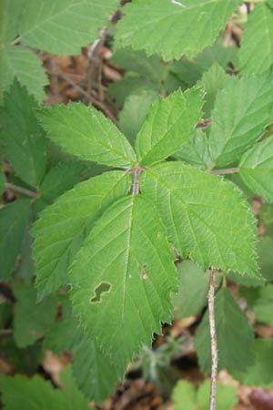 Rubus rhombicus ? \ Rhombische Haselblatt-Brombeere / Rhombic Bramble, D Kipfenberg 7.6.2012