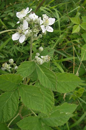 Rubus fruticosus agg. \ Brombeere / Bramble, Blackberry, D Hemsbach 22.6.2012