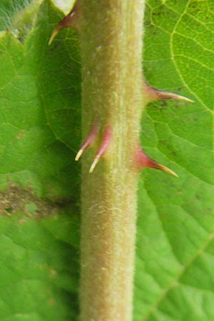 Rubus fruticosus agg. \ Brombeere / Bramble, Blackberry, D Hemsbach 22.6.2012