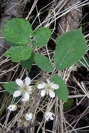 Rubus fruticosus agg. \ Brombeere / Bramble, Blackberry, D Schwarzwald/Black-Forest, Reichental 7.7.2012