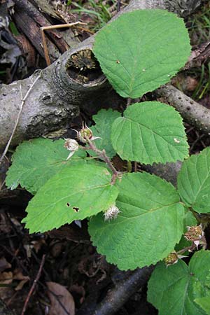 Rubus fruticosus agg. \ Brombeere / Bramble, Blackberry, D Schwarzwald/Black-Forest, Reichental 7.7.2012