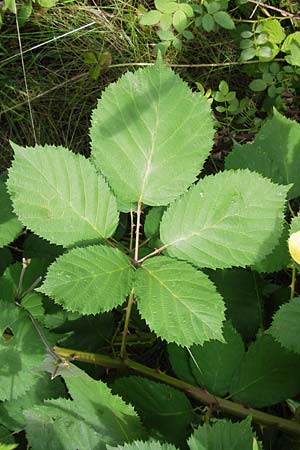 Rubus armeniacus \ Garten-Brombeere, Armenische Brombeere / Armenian Blackberry, Himalayan Blackberry, D Frankfurt-Louisa 14.7.2012