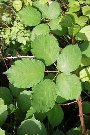 Rubus armeniacus \ Garten-Brombeere, Armenische Brombeere / Armenian Blackberry, Himalayan Blackberry, D Frankfurt-Louisa 14.7.2012