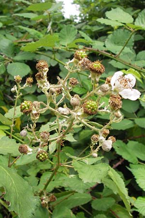 Rubus armeniacus \ Garten-Brombeere, Armenische Brombeere / Armenian Blackberry, Himalayan Blackberry, D Frankfurt-Louisa 14.7.2012