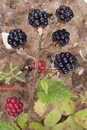 Rubus fruticosus agg. \ Brombeere / Bramble, Blackberry, D Heidelberg 21.7.2012