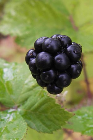 Rubus fruticosus agg. \ Brombeere / Bramble, Blackberry, D Heidelberg 21.7.2012