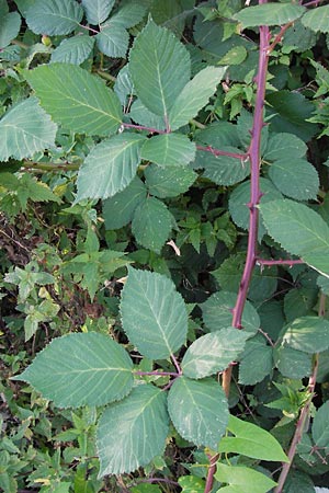Rubus fruticosus agg. \ Brombeere / Bramble, Blackberry, D Frankfurt-Harheim 22.9.2012