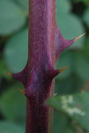 Rubus fruticosus agg. \ Brombeere / Bramble, Blackberry, D Frankfurt-Harheim 22.9.2012