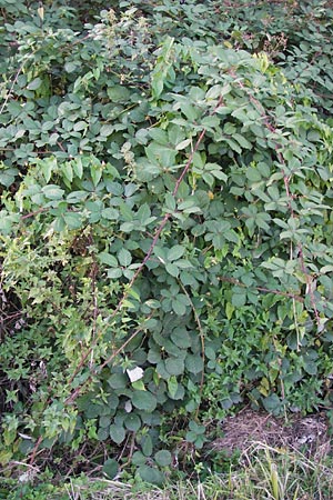 Rubus fruticosus agg. \ Brombeere / Bramble, Blackberry, D Frankfurt-Harheim 22.9.2012