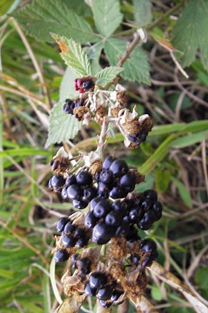 Rubus fruticosus agg. \ Brombeere / Bramble, Blackberry, D Hemsbach 25.9.2012