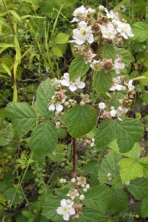 Rubus fruticosus agg. \ Brombeere / Bramble, Blackberry, D Philippsburg 26.6.2013