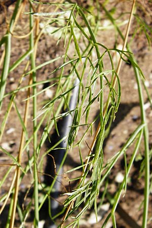 Oenanthe pimpinelloides \ Bibernell-Rebendolde, Sdliche Erdkastanie / Corky-Fruited Water Dropwort, D Pappenheim 19.6.2014
