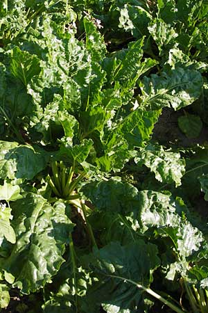 Beta vulgaris var. vulgaris \ Futter-Rbe, Zucker-Rbe / Beet, D Mannheim 24.7.2012