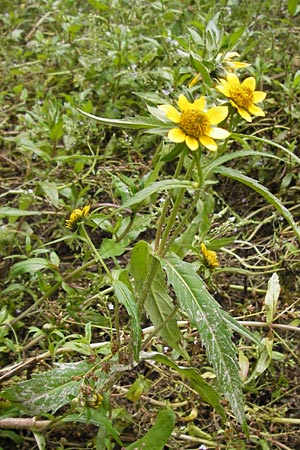 Bidens cernua \ Nickender Zweizahn / Nodding Bur-Marigold, D Wiesbaden 22.9.2012