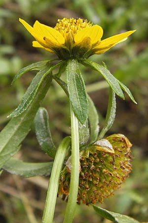 Bidens cernua \ Nickender Zweizahn / Nodding Bur-Marigold, D Wiesbaden 22.9.2012