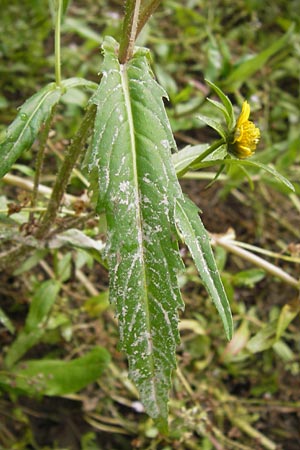 Bidens cernua \ Nickender Zweizahn / Nodding Bur-Marigold, D Wiesbaden 22.9.2012